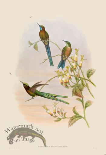 Gould Hummingbird 400